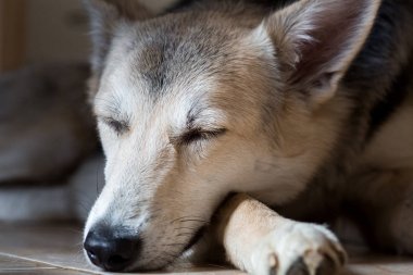 küçük şirin melez köpek portre kadar kapatın