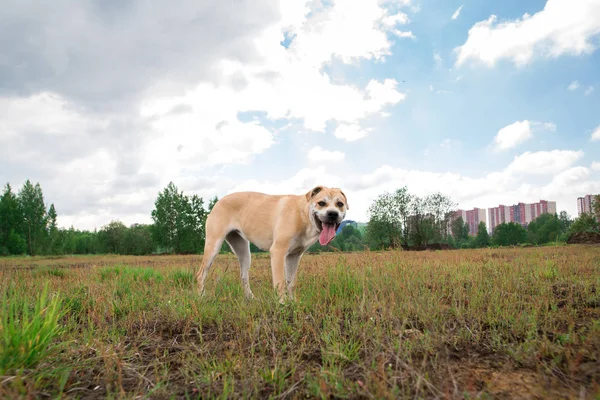 Собака, стоящая на поле — стоковое фото