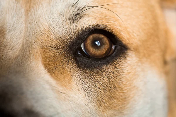 Γκρο πλαν ενός σκύλου ca de bou ματιού — Φωτογραφία Αρχείου