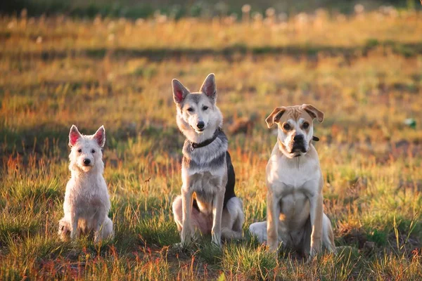 Três cães sentados no campo — Fotografia de Stock