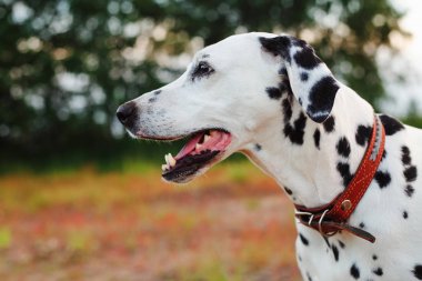 Yaz aylarında açık havada çok güzel Dalmaçya köpeği