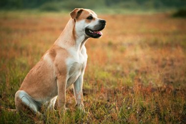 Big dog standing on meadow, looking at camera clipart