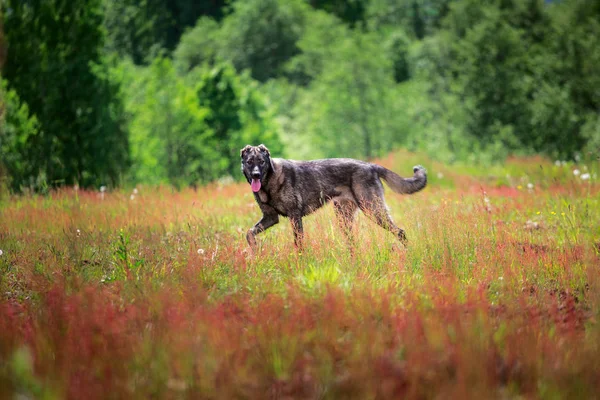 Grand chien marchant sur la prairie — Photo