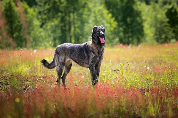 Gran perro de pie en el prado — Foto de Stock