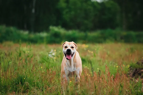 Çayır üzerinde duran, kameraya bakarak büyük köpek