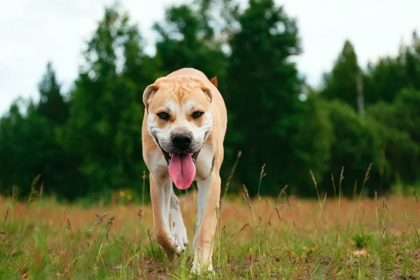 Büyük köpek çayır kamera üzerinde yürüyen