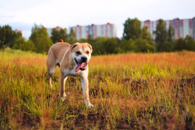 Sevimli köpek runing kamera