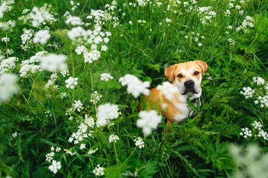 Cute dog in grass clipart