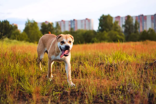 Sevimli köpek runing kamera