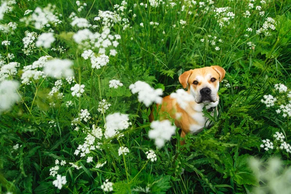 Söt hund i gräs — Stockfoto