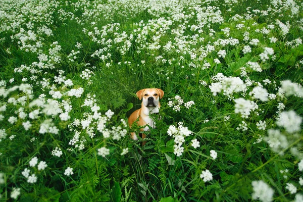 Sevimli köpek çim — Stok fotoğraf