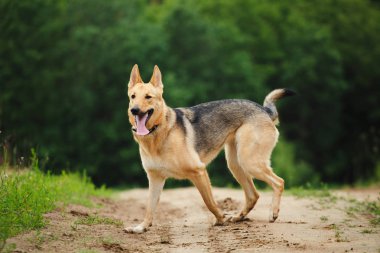 Köpek duran bir ülke yolda
