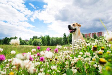 Çimenlikte oturan köpek