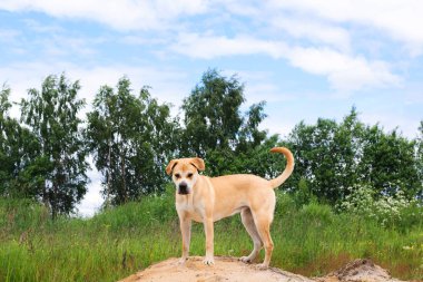 Köpek duran bir kum tepe üzerinde