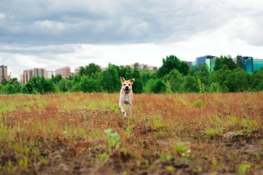 Sevimli köpek sahada çalışan