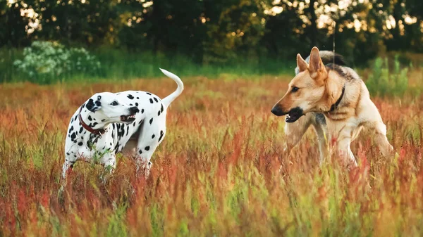 Zwei große Hunde spielen auf einer Wiese — Stockfoto