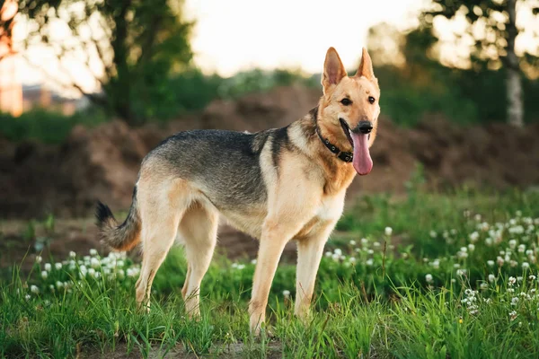 Chien debout dans l'herbe — Photo