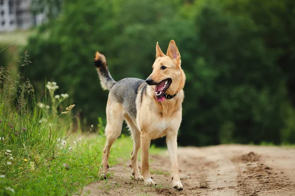 Hond staande in gras — Stockfoto