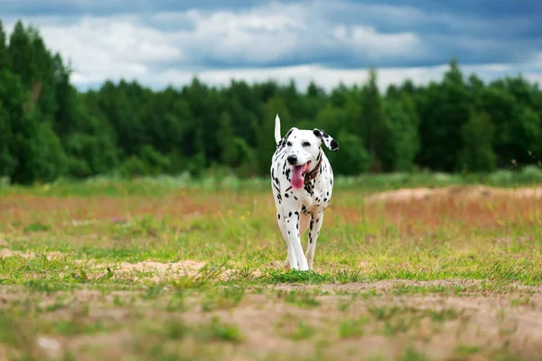 Lindo perro corriendo en el campo — Foto de Stock
