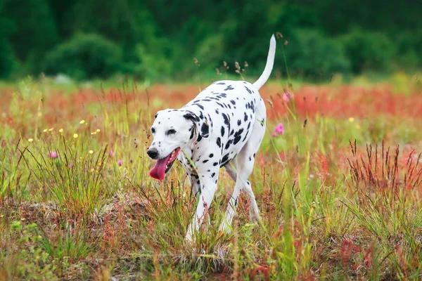 Cão bonito correndo no campo — Fotografia de Stock