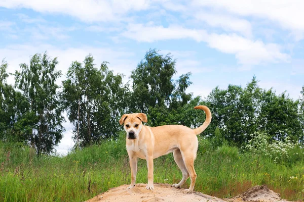 Köpek duran bir kum tepe üzerinde