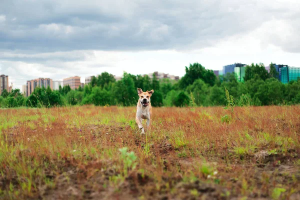 Χαριτωμένος σκύλος τρέχει στο πεδίο — Φωτογραφία Αρχείου