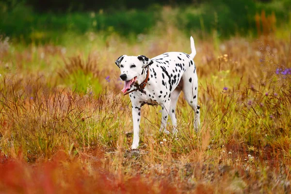 Sevimli köpek sahada çalışan