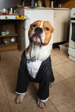 Düğün elbiseli köpek