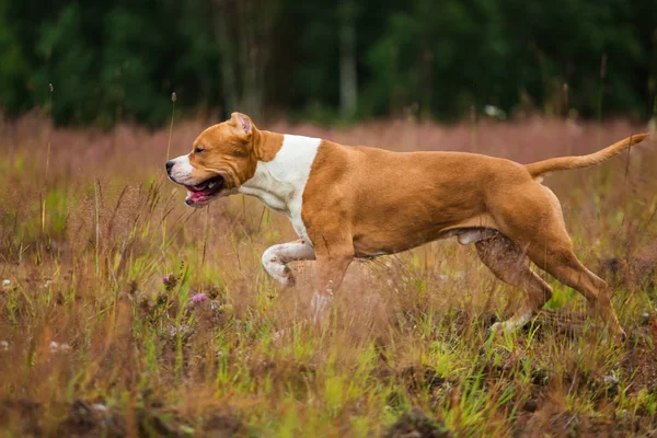 Correndo americano Staffordshire terrier na grama verde amarela — Fotografia de Stock
