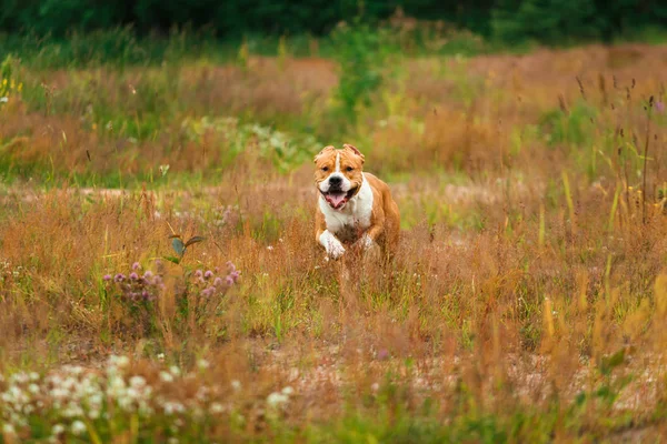 Corriendo americano Staffordshire terrier en amarillo verde hierba — Foto de Stock