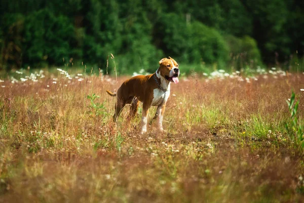 American Staffordshire terrier sobre hierba verde amarilla — Foto de Stock