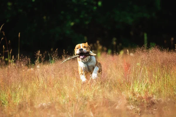 Amerikanischer Staffordshire Terrier läuft auf gelb-grünem Gras — Stockfoto