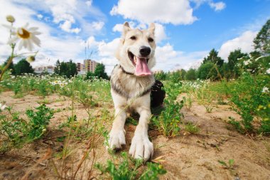 Gri ve siyah köpek yalan dünyada