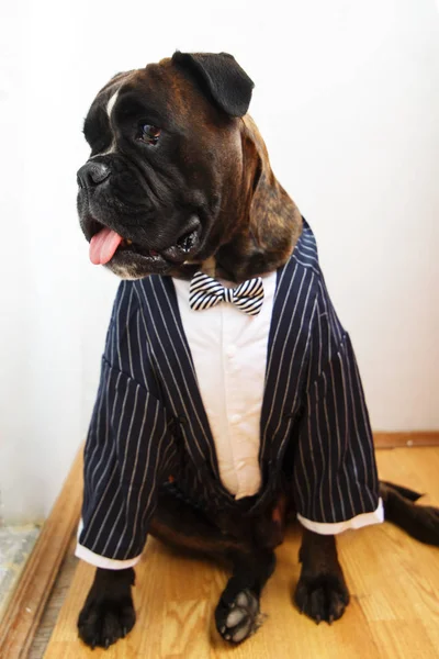 Собака в свадебном костюме — стоковое фото