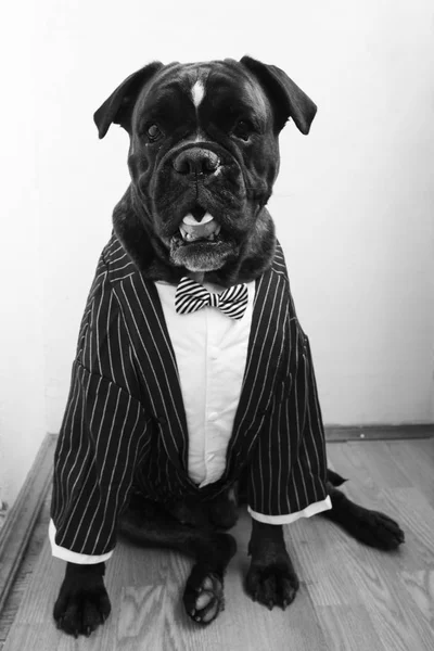 Собака в свадебном костюме — стоковое фото