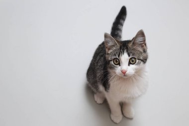 Şirin yalancı kedi