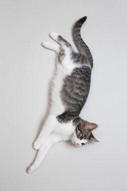 Şirin yalancı kedi