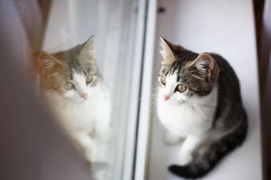 kedi pencereden dışarı bakıyor.