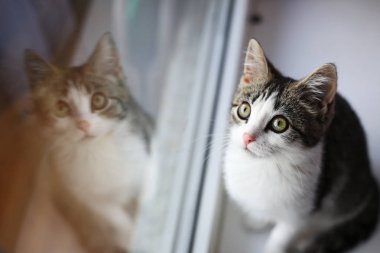 kedi pencereden dışarı bakıyor.