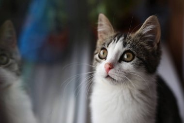 kedi pencereden dışarı bakıyor.