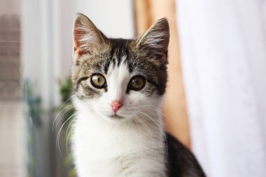 kedi pencereden dışarı bakıyor.