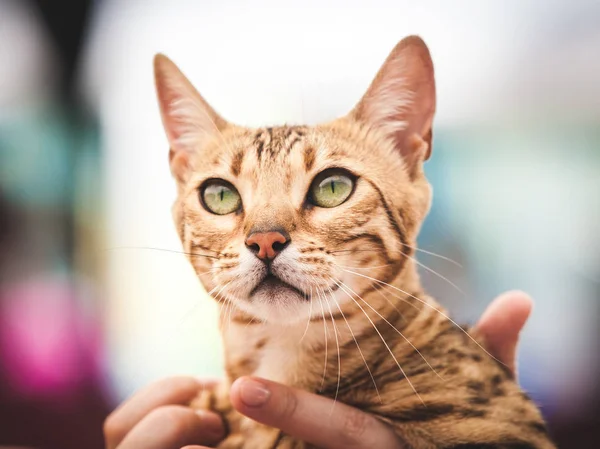 Close-up de gato de raça pura — Fotografia de Stock