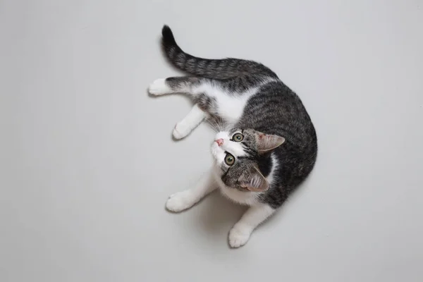 Carino gatto sdraiato — Foto Stock