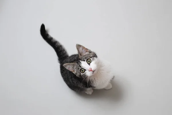 Lindo gato mentiroso — Foto de Stock
