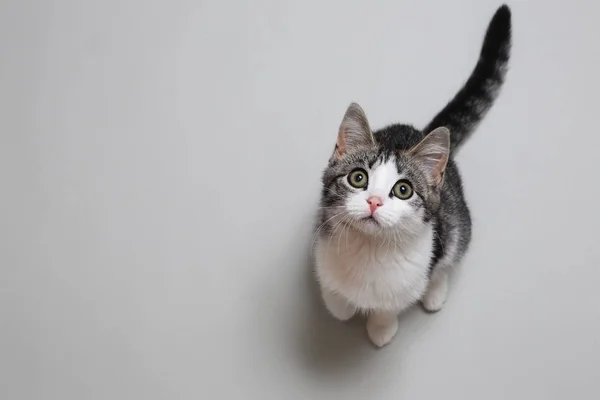 Niedliche liegende Katze — Stockfoto