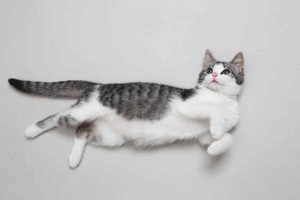 귀여운 거짓말 고양이 — 스톡 사진