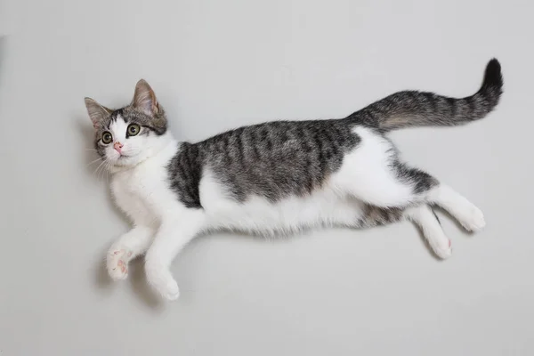 Gato mentiroso bonito — Fotografia de Stock