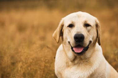 Sakin alanında oturan köpek