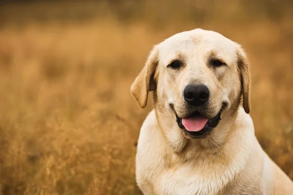 Cão sentado em campo tranquilo — Fotografia de Stock