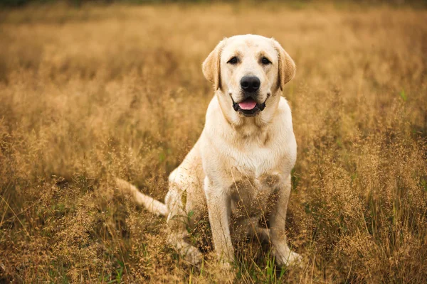 Perro sentado en un campo tranquilo —  Fotos de Stock